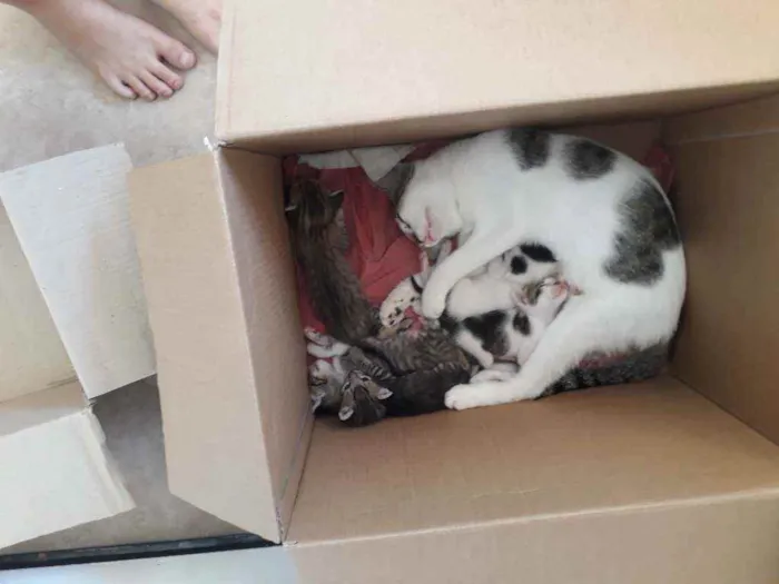 Gato ra a Indefinida idade Abaixo de 2 meses nome Fofinhos
