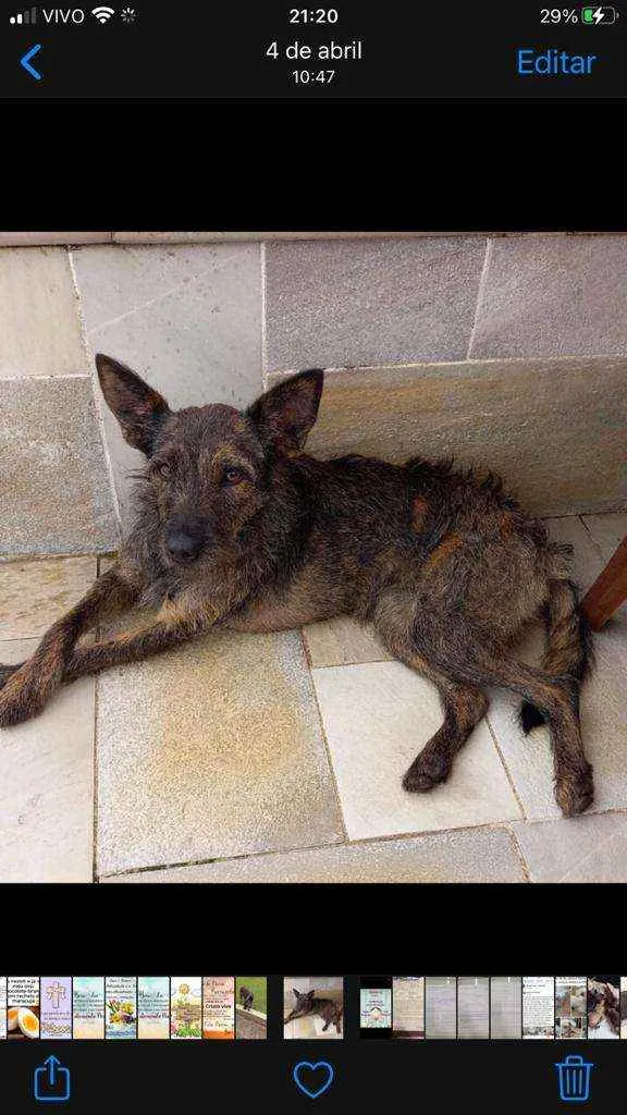 Cachorro raça Srd  idade 1 ano nome Lili