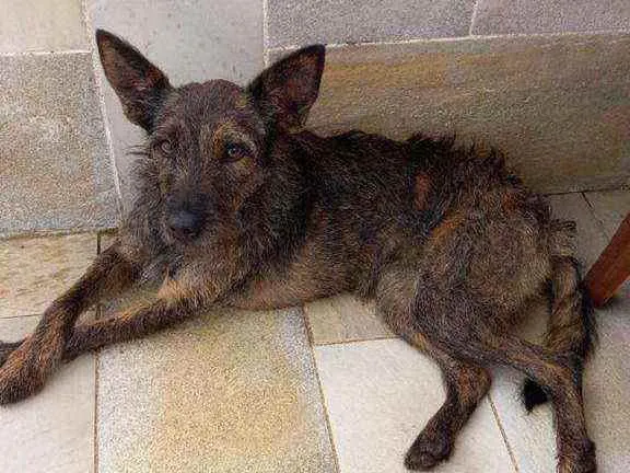 Cachorro raça Srd  idade 1 ano nome Lili