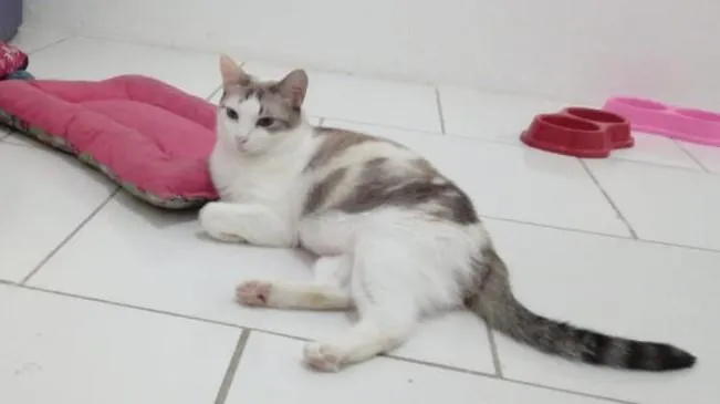 Gato ra a SRD-ViraLata idade 2 anos nome Cristal