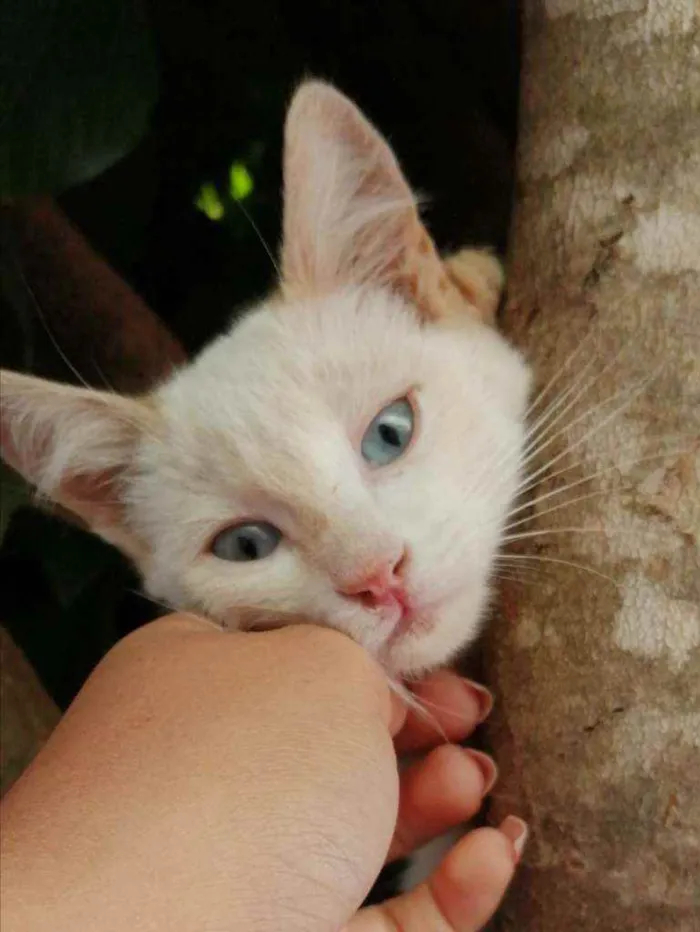 Gato ra a  idade 2 a 6 meses nome Liz