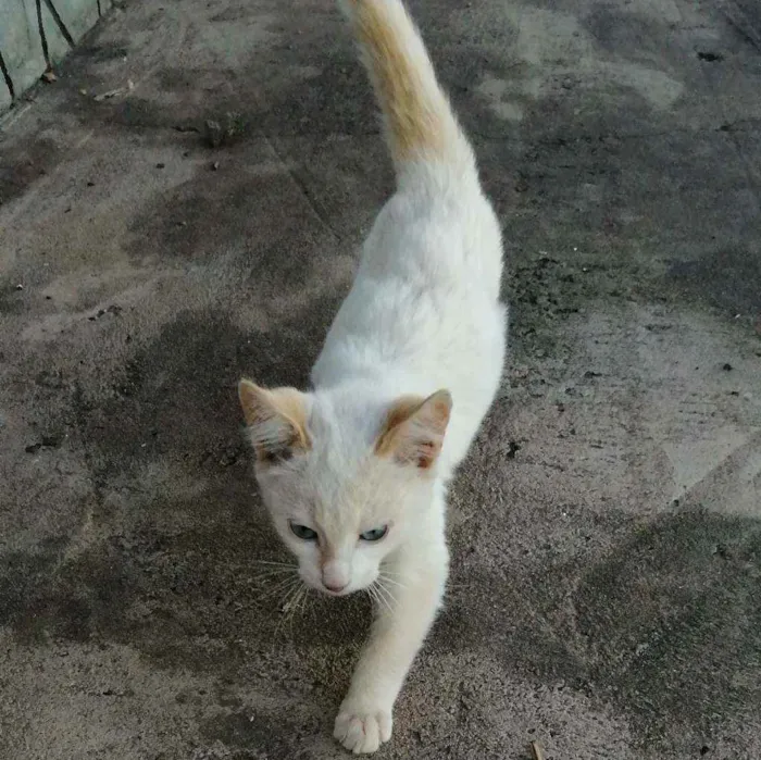 Gato ra a  idade 2 a 6 meses nome Liz