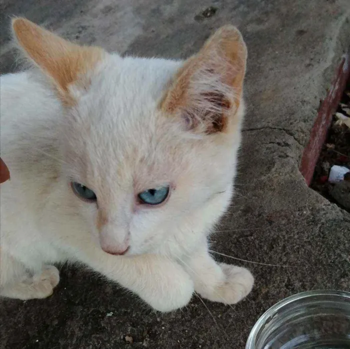 Gato ra a  idade 2 a 6 meses nome Liz