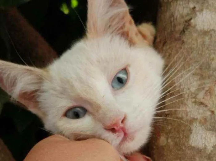 Gato ra a  idade 2 a 6 meses nome Liz