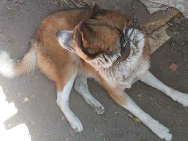 Cachorro ra a Mistura idade 6 ou mais anos nome Zeus