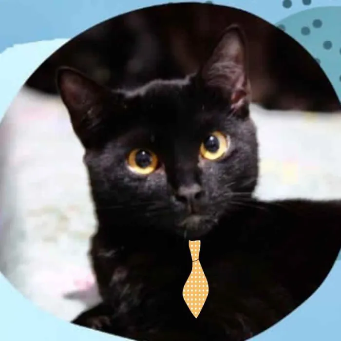 Gato ra a Mestiço  idade 2 a 6 meses nome Luke 