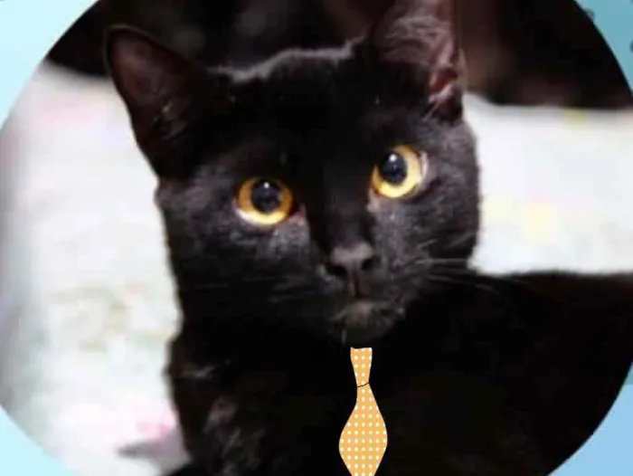 Gato ra a Mestiço  idade 2 a 6 meses nome Luke 
