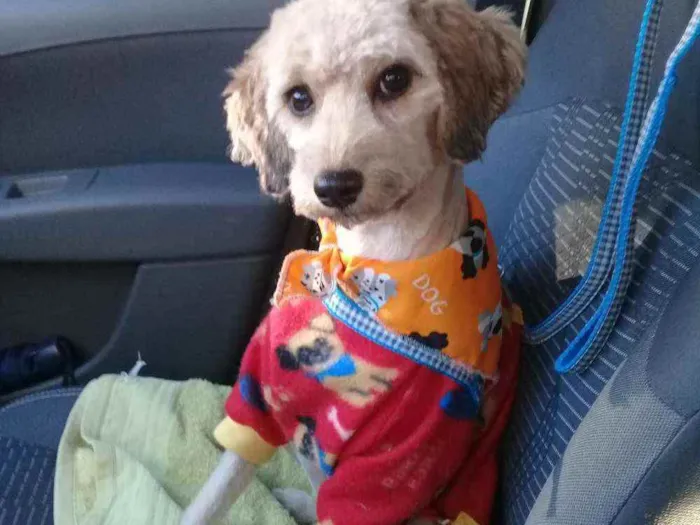 Cachorro raça SRD idade 7 a 11 meses nome Mel