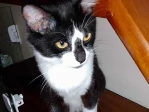 Gato raça Srd idade 7 a 11 meses nome Lua 