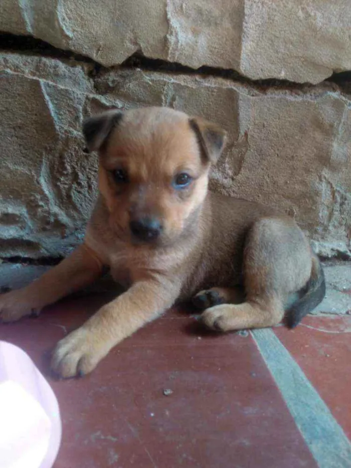 Cachorro ra a Vira-lata com labrador idade Abaixo de 2 meses nome Não tem nomes ainda