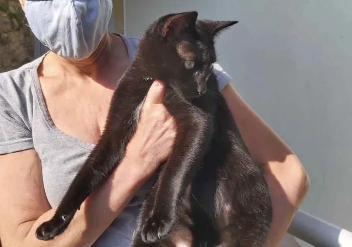 Gato ra a Srd idade 7 a 11 meses nome Amanda 