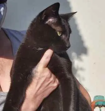 Gato ra a Srd idade 7 a 11 meses nome Amanda 