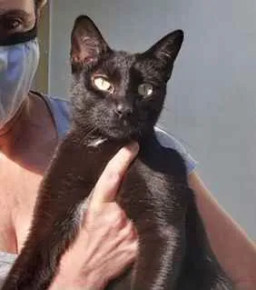 Gato ra a Srd idade 7 a 11 meses nome Amanda 