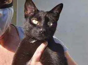 Gato raça Srd idade 7 a 11 meses nome Amanda 