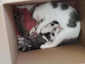 Gato raça Indefinida idade Abaixo de 2 meses nome Fofinhos