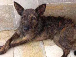 Cachorro raça Srd  idade 1 ano nome Lili