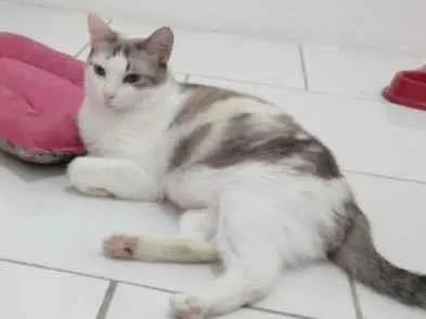 Gato ra a SRD-ViraLata idade 2 anos nome Cristal