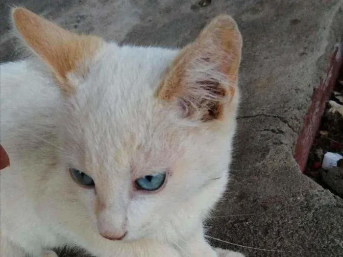 Gato ra a  idade 2 a 6 meses nome Liz