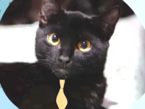 Gato raça Mestiço  idade 2 a 6 meses nome Luke 