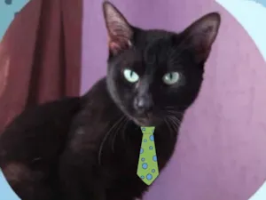 Gato raça Mestiço  idade 2 anos nome Sansão 