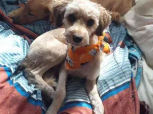 Cachorro raça SRD idade 7 a 11 meses nome Mel
