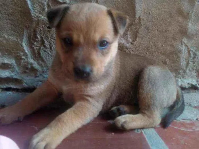 Cachorro ra a Vira-lata com labrador idade Abaixo de 2 meses nome Não tem nomes ainda