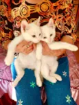 Kuki e Miao 