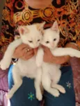 Gato raça Srd idade 2 a 6 meses nome Kuki e Miao 