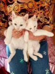 Kuki e Miao 