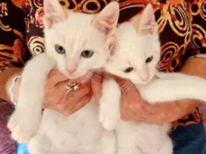 Gato raça Srd idade 2 a 6 meses nome Kuki e Miao 