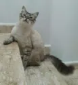 Gato raça srd idade 2 a 6 meses nome Draco