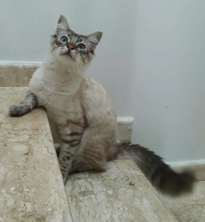 Gato ra a srd idade 2 a 6 meses nome Draco