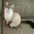 Draco