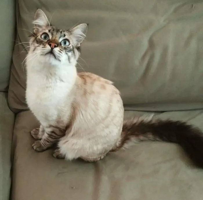 Gato ra a srd idade 2 a 6 meses nome Draco