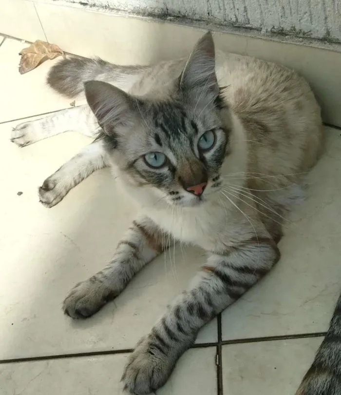 Gato ra a srd idade 2 a 6 meses nome Draco