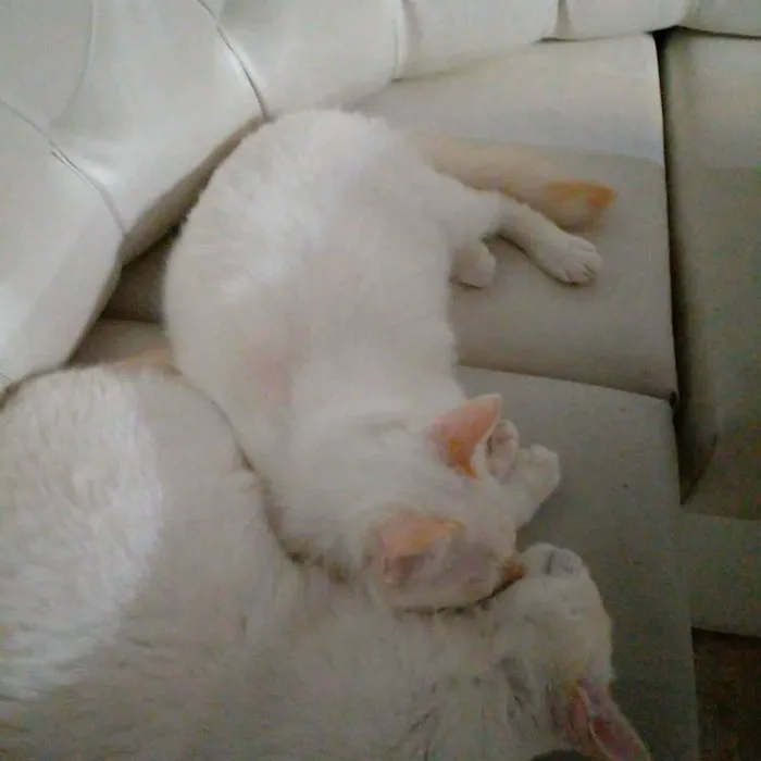 Gato ra a srd idade 7 a 11 meses nome Haroldo & Paçoca
