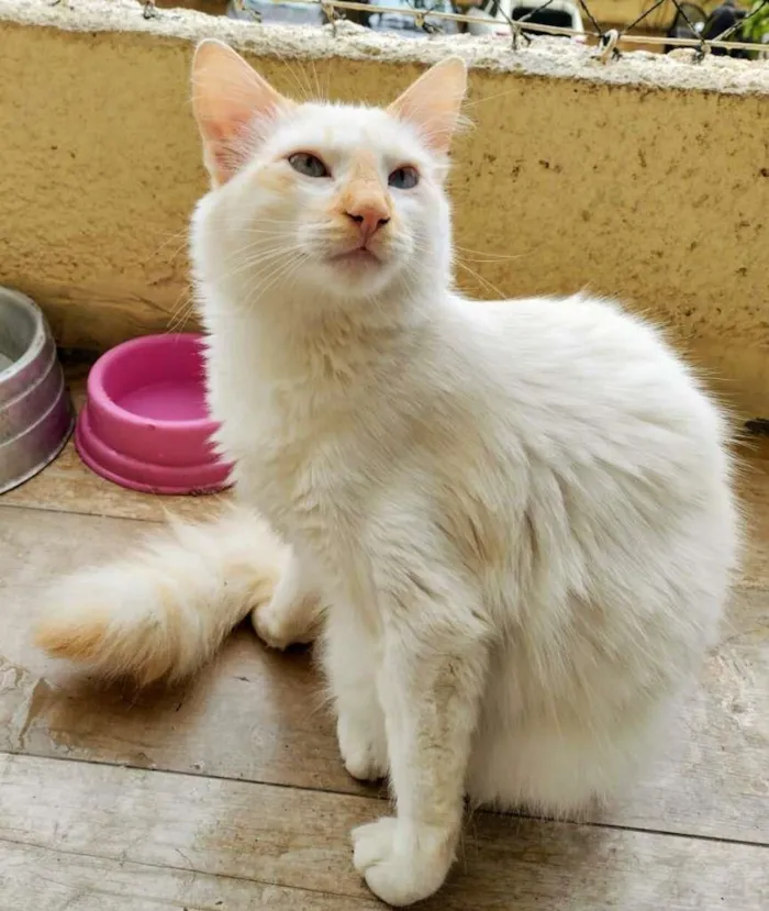 Gato ra a srd idade 7 a 11 meses nome Haroldo & Paçoca
