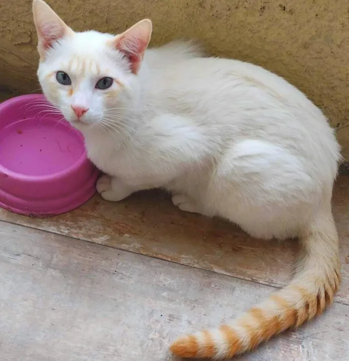 Gato ra a srd idade 7 a 11 meses nome Haroldo & Paçoca