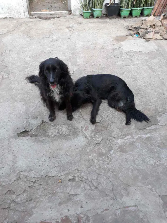 Cachorro ra a SRD idade 4 anos nome Bolinha - Gorducha -