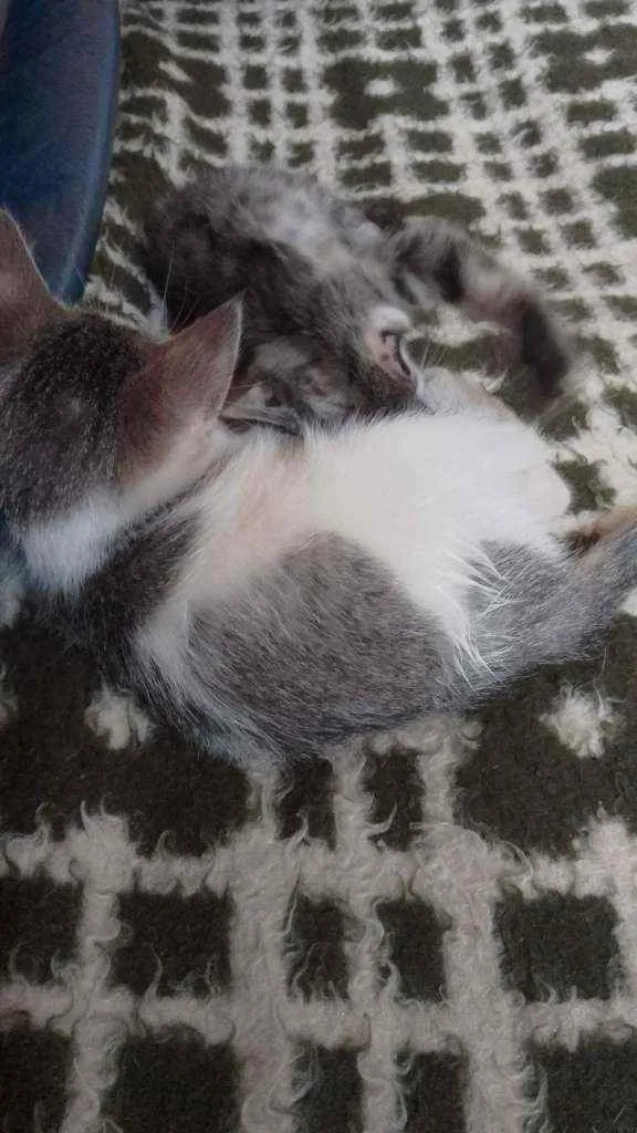 Gato ra a Sem raça definida idade 2 a 6 meses nome Sem nome