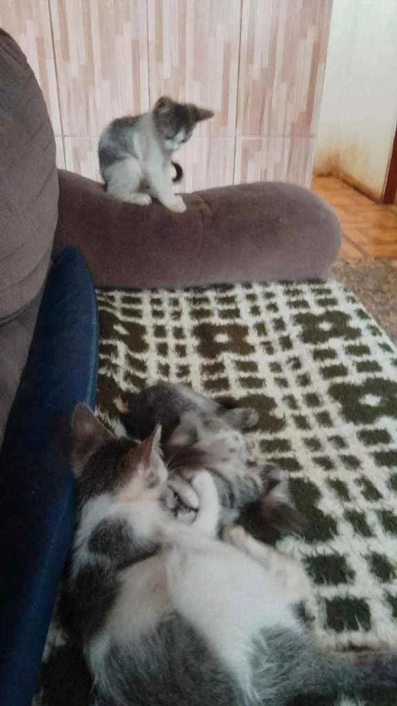 Gato ra a Sem raça definida idade 2 a 6 meses nome Sem nome