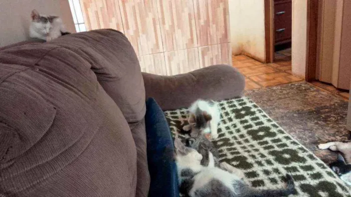 Gato ra a Sem raça definida idade 2 a 6 meses nome Sem nome