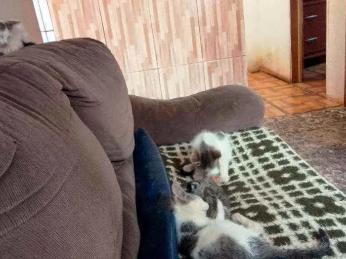Gato ra a Sem raça definida idade 2 a 6 meses nome Sem nome