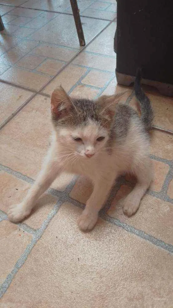 Gato ra a Sem raça definida idade 2 a 6 meses nome Sem nome