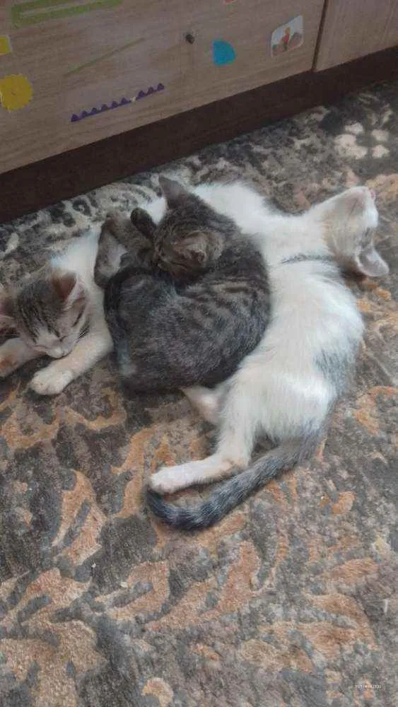 Gato ra a Sem raça definida idade 2 a 6 meses nome Sem nome