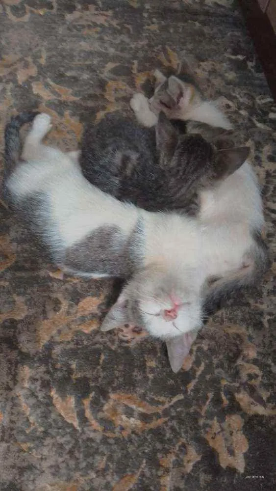 Gato ra a Sem raça definida idade 2 a 6 meses nome Sem nome