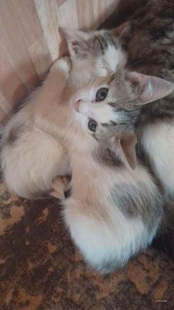 Gato ra a Sem raça definida idade 2 a 6 meses nome Sem nome