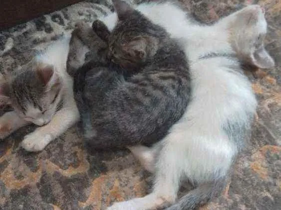 Gato ra a Sem raça definida idade 2 a 6 meses nome Sem nome