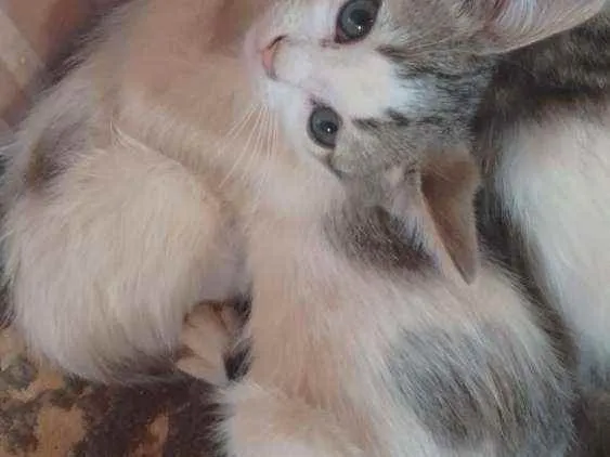 Gato ra a Sem raça definida idade 2 a 6 meses nome Sem nome