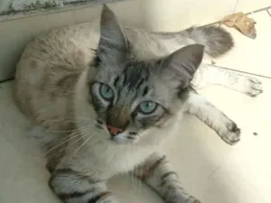 Gato raça srd idade 2 a 6 meses nome Draco